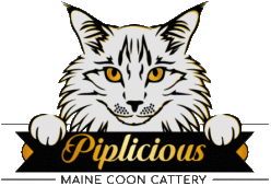 Maine Coon Cattery Piplicious